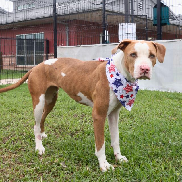 adoptable Dog in San Antonio, TX named ASHLEY