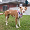 adoptable Dog in  named ASHLEY