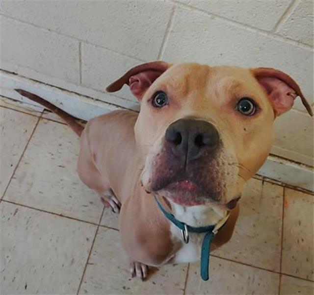 adoptable Dog in San Antonio, TX named HADES