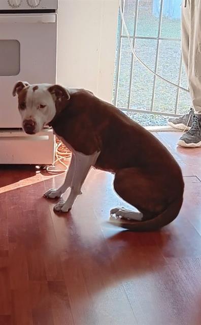 adoptable Dog in San Antonio, TX named NALA