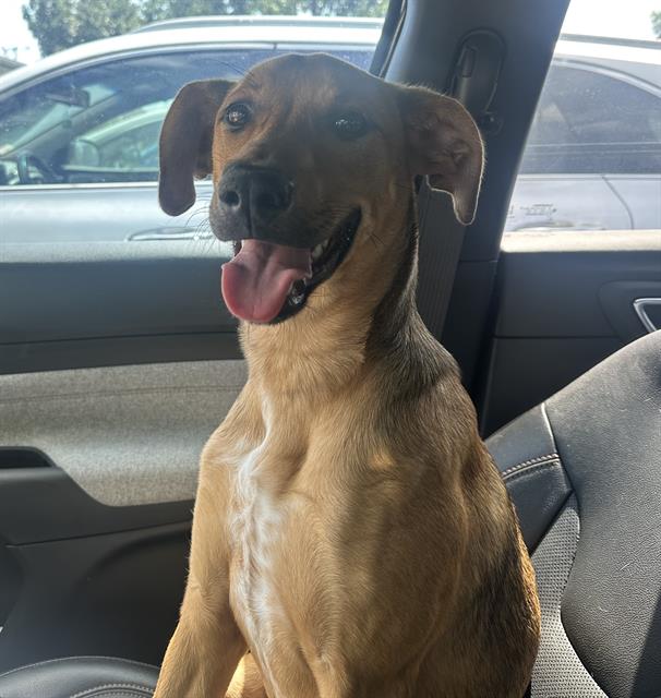 adoptable Dog in San Antonio, TX named QUEEN