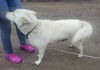 adoptable Dog in  named SNOWBALL
