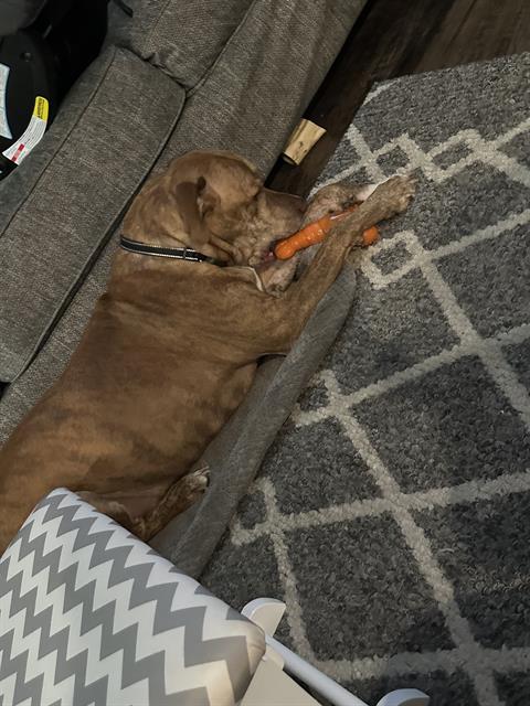 adoptable Dog in San Antonio, TX named DIESEL