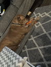 adoptable Dog in  named DIESEL