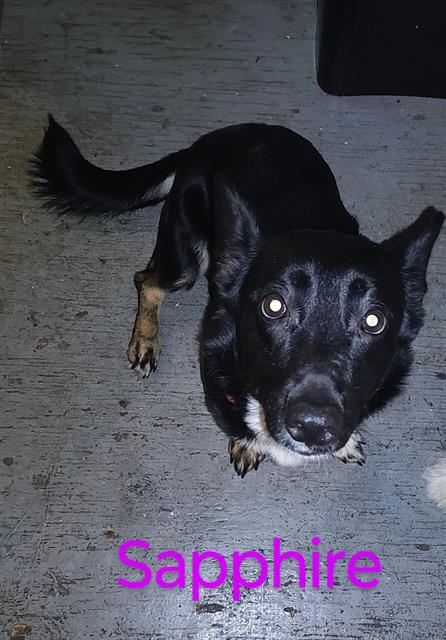 adoptable Dog in San Antonio, TX named SAPPHIRE