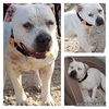 adoptable Dog in  named BOO