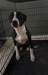 adoptable Dog in  named ROXANNE