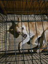 adoptable Dog in  named ZEUS