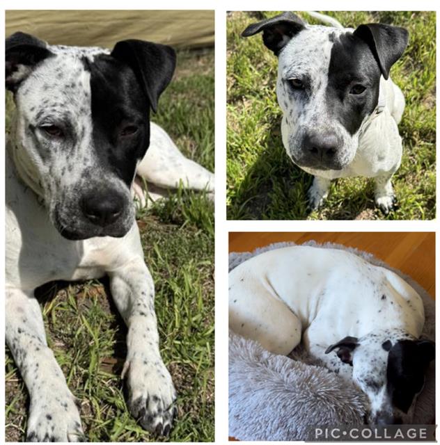 adoptable Dog in San Antonio, TX named LAVERNE
