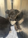 adoptable Dog in  named RANGER