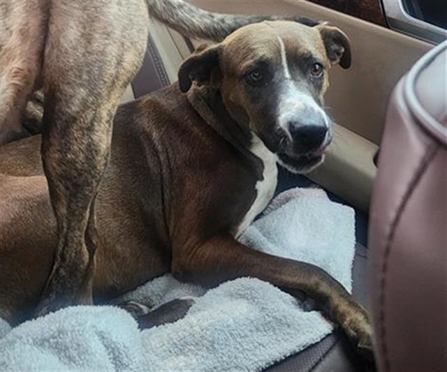 adoptable Dog in San Antonio, TX named MIRACLE