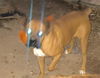 adoptable Dog in  named GORDO