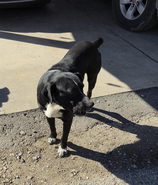 adoptable Dog in San Antonio, TX named ULISES