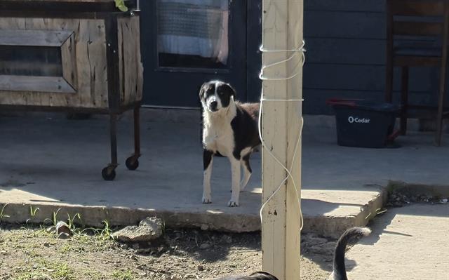 adoptable Dog in San Antonio, TX named PRINCESS