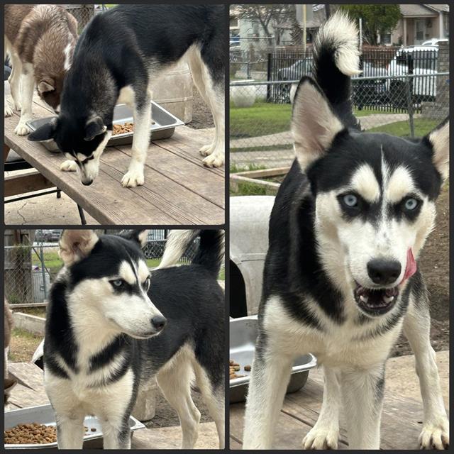 adoptable Dog in San Antonio, TX named GAMMA