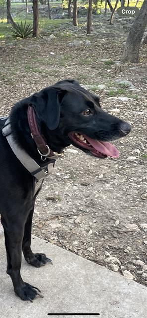 adoptable Dog in San Antonio, TX named ASTRO