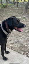 adoptable Dog in  named ASTRO