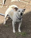 adoptable Dog in  named PEANUT