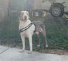 adoptable Dog in  named MELLOW