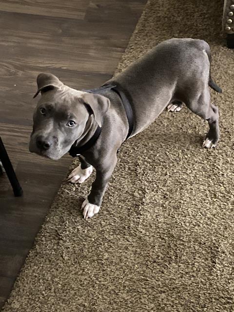 adoptable Dog in San Antonio, TX named PAPI