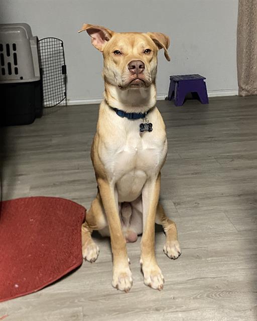 adoptable Dog in San Antonio, TX named BOOGIE