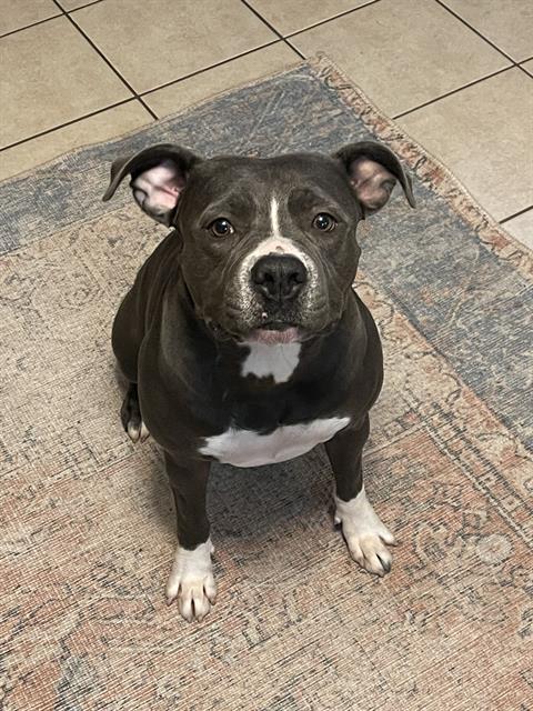 adoptable Dog in San Antonio, TX named JADE