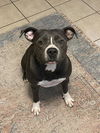 adoptable Dog in  named JADE