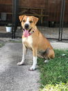 adoptable Dog in  named SUBI