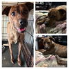 adoptable Dog in  named BARBIE