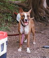 adoptable Dog in  named KORRA