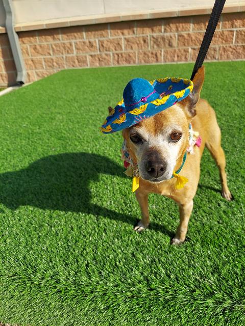 adoptable Dog in San Antonio, TX named RUSSELL CHIHUAHUA