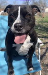 adoptable Dog in  named ROXY