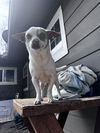 adoptable Dog in  named SIDEY