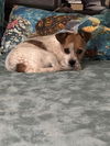 adoptable Dog in  named CHISPA