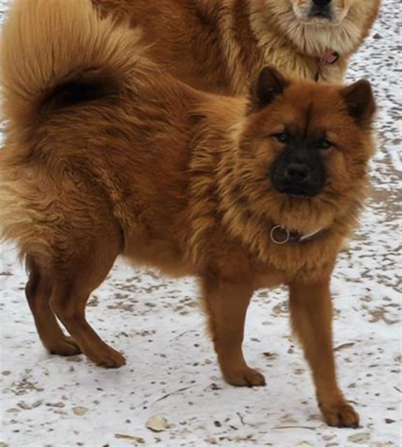 adoptable Dog in San Antonio, TX named A747687