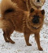 adoptable Dog in san antonio, TX named A747687