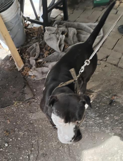 adoptable Dog in San Antonio, TX named WHITTEN
