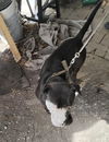 adoptable Dog in  named WHITTEN