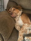 adoptable Dog in  named LOKI