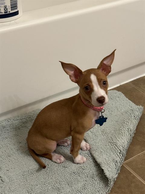 adoptable Dog in San Antonio, TX named FRANKIE