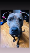 adoptable Dog in  named RYAH