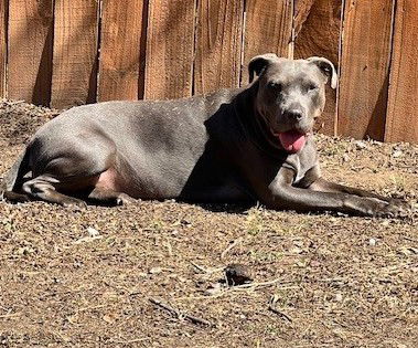 adoptable Dog in San Antonio, TX named MOJO
