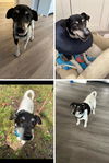 adoptable Dog in  named NALA