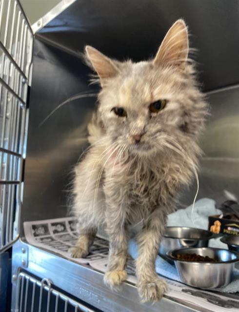 adoptable Cat in San Antonio, TX named LOLA