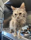 adoptable Cat in  named LOLA