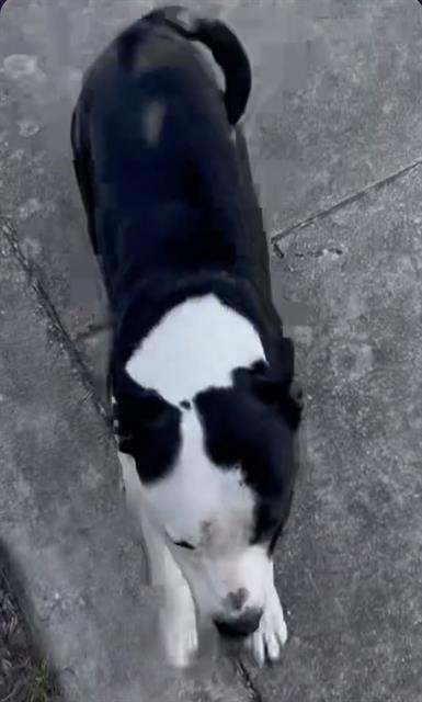adoptable Dog in San Antonio, TX named RAIDER