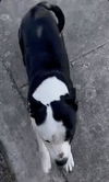 adoptable Dog in  named RAIDER