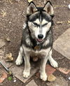 adoptable Dog in  named SNOW