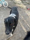 adoptable Dog in  named ROSALINDA