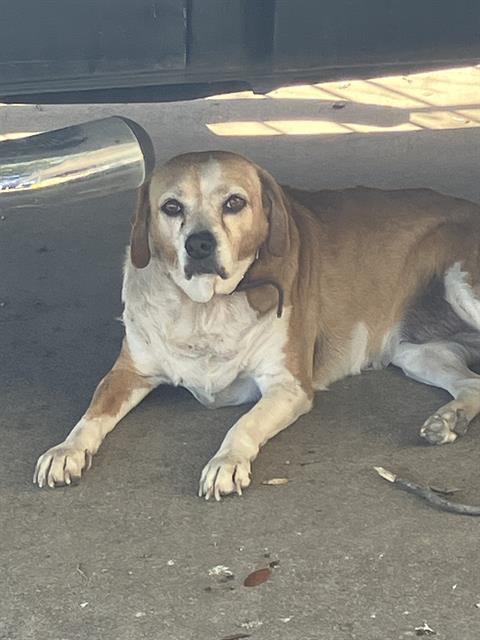 adoptable Dog in San Antonio, TX named ZOE
